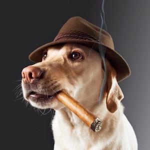 Cigar lifestyle 🌱🍂🔥💨