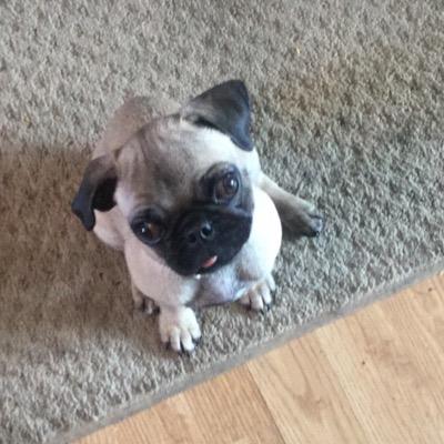 Hi! I'm LuLu ! I'm a pug puppy!  I love anything squeaky,chewing on my rope toys, going for walks and moms cow slippers!  treats? did someone say treats?