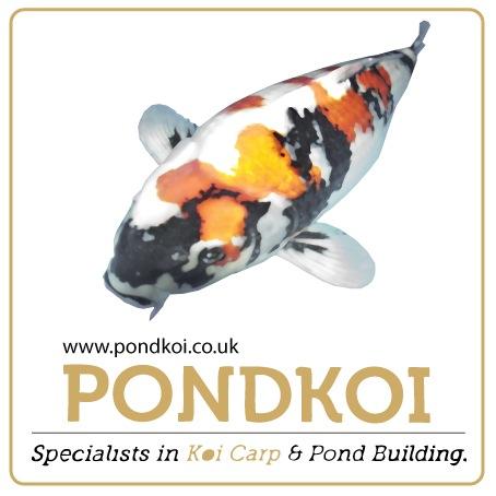 PondKoi1's profile picture. UK Koi Specialists & Pond Builders