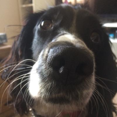 TheVetNursesDog's profile picture. woof.waggle.