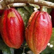 kemasteve7's profile picture. CEO of Cocoa pods and beans Production + Exporting - © Aberdeenshire Council Both drinking and eating chocolate comes from the beans of the cocoa pod.