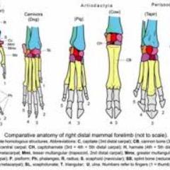 Homology is one of the most important concepts in biology.