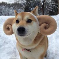 Destiny (@kyosimple) 's Twitter Profile