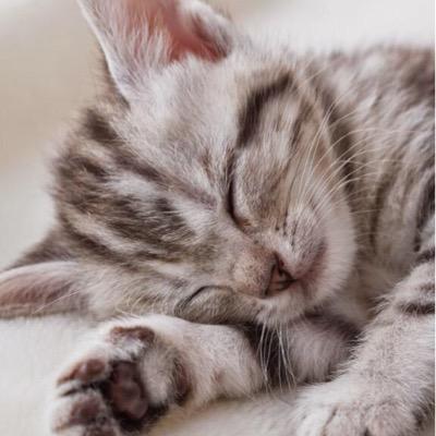 a77cat77a's profile picture. 健ちゃんときゃりー❤