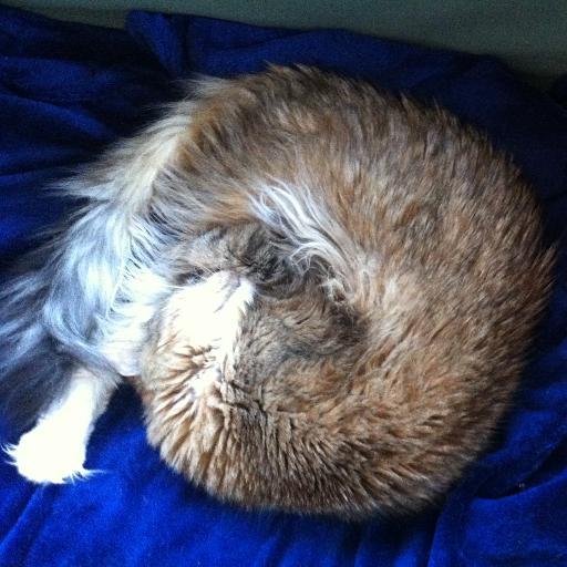 EveryLilac's profile picture. Bugs, plants, puppets, cats, R, vertical farms, books, spider friends. Not in that order.