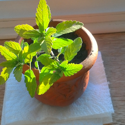 Jezza_PotPlant's profile picture. 