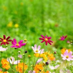 心にのこる花言葉 Jubipobyxuc Twitter