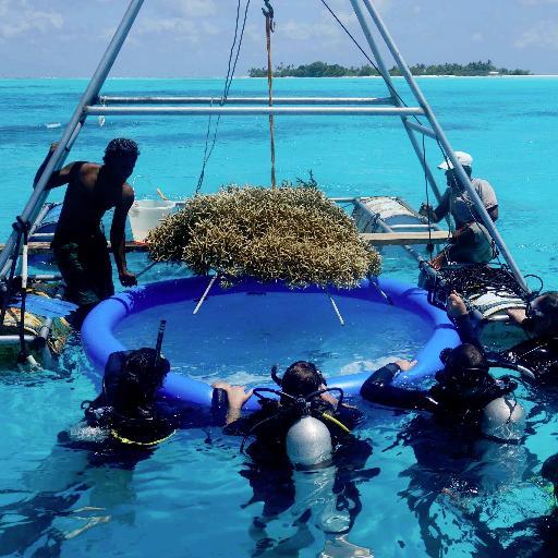 Reef Ranching is an innovative solution for #costal managment and #ornemental #fish production trough #coral #reef #restoration.