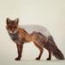 thisamericanfox (@thisamericanfox) Twitter profile photo thisamericanfox (@thisamericanfox) Twitter profile photo
