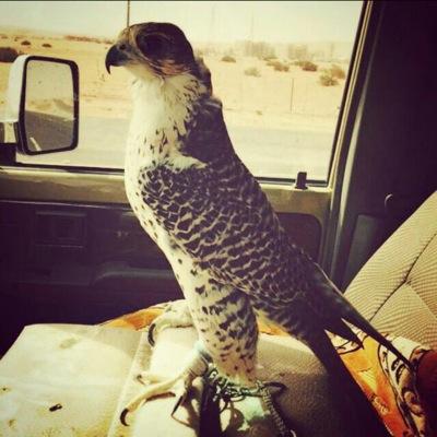 شاعر بعض من كتاباتي فالمفضله واتشرف بكم جميع @SHABAT911