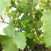 Frances (@newbeek) 's Twitter Profile Photo