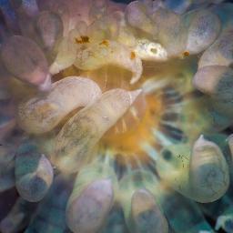 WeisLab's profile picture. @oregonstateuniv | @OSUIB | #Cnidarian-#Dinoflagellate #Symbioses | #Aiptasia | #Anthopleura