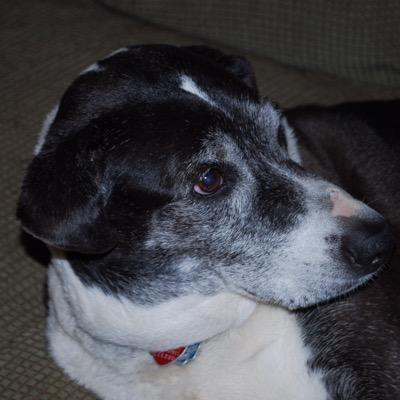 jazzwilkus's profile picture. 