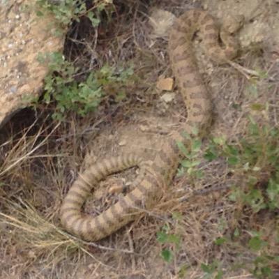 Wildlife biologist working in the grasslands that collaborates with landowners to maintain and enhance wildlife habitat.