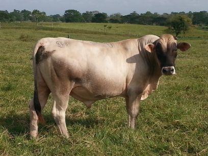 pedrocalles's profile picture. Ing. Agrónomo, Productor Agropecuario y Miembro de ASOCRICA