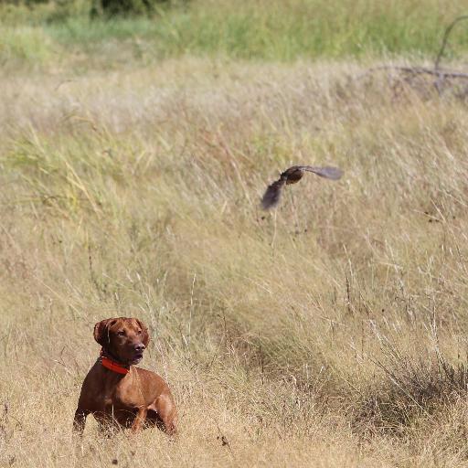 This is the Lone Star Chapter of Quail Forever & Pheasants Forever located in Dallas Fort Worth. Help us improve our Texas upland habitat.