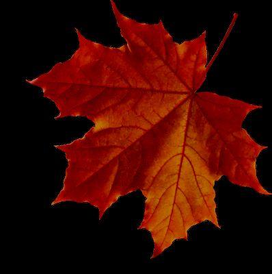 bkSFGoDiFI993Vu's profile picture. 