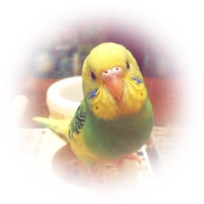 セキセイインコ ぽろんちゃん（アイコン）を2015.9.21 お迎えしました。以前飼っていたパールちゃん（ヘッダー）とは違ったぽろんちゃんライフを楽しんでいる今日この頃…