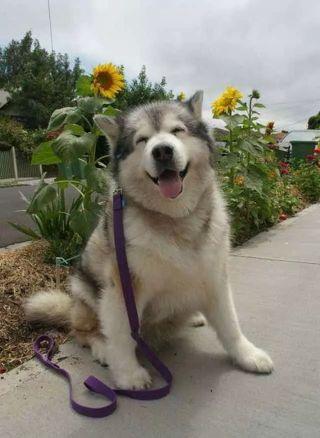 muaysung112233's profile picture. 