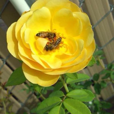 littlebeewitch's profile picture. hello, my name is sofia! i'm a beginner eclectic Wiccan witch, with an interest in spirit work, green witchery, and divination. pleasant travels!