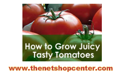 testrun2010's profile picture. Having a garden is so beneficial in many of ways...is like health food for the soul. I sure like gardening specially growing tomatoes and you can too.