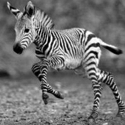 jataya_j's profile picture. 