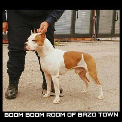 Thommytj's profile picture. 