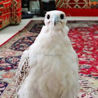 صالح بن أحمد الغانم (@alghanim999) 's Twitter Profile Photo صالح بن أحمد الغانم (@alghanim999) 's Twitter Profile Photo