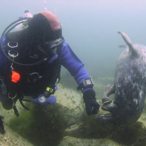 MedSac59's profile picture. We are one of the most active dive clubs in the South East, with dives scheduled all year round, and divers of all levels and agencies welcomed with open arms.