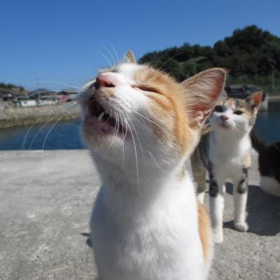 猫の島　青島さんのプロフィール画像