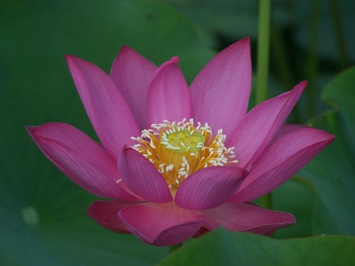 The Coastal Georgia Botanical Gardens provides education, public outreach, and applied research in horticultural and environmental sciences.