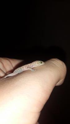 EldarVolchenok's profile picture. 