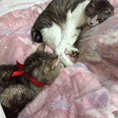 smile_zeropnt's profile picture. 特許技術者