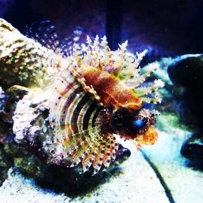 aqsolutions1's profile picture. Aquatic Solutions, Inc.                                              We provide aquarium installation and maintenance services for your home or office.