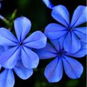 Vicky Bolivar - @mvickonga - Twitter