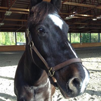 Hello, I'm Joey. I'm currently living in horse heaven after crossing the rainbow bridge. Did you know you can tweet from heaven? Happy to meet you!