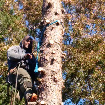 Tree service company specializing in tree removal, excavation, land grading, lot clearing, snow removal, plowing, and more. Serving the Sudbury, MA area.