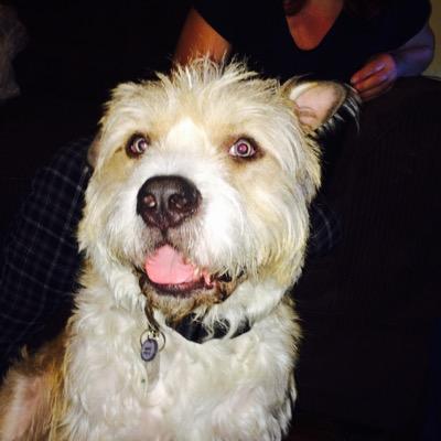 I am a 2 year old rescue dog that was attacked by a wild pack of dogs. I was hurt real bad. my new family took care of me. I want to be an actor