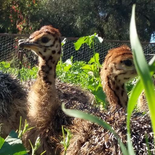 SafariOstrich's profile picture. Safari Ostrich Show Farm is open from 08h00 till 17h00 to view ostriches-The Worlds Largest Bird. We have Tractor Tours departing hourly and a devine restaurant