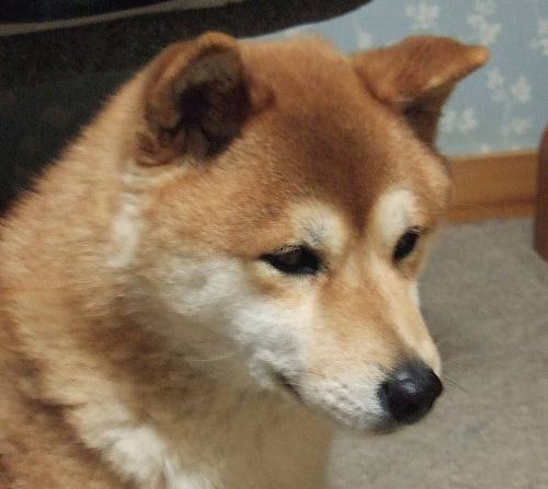 kibisho's profile picture. 小さい方も大きい方も1人でできた。