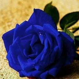 tharun987456's profile picture. 