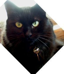 Feral and at-risk feline pound rescue serving San Luis Obispo County, California.