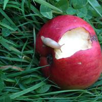 Cornish Apple Juice (@kerensaaval) 's Twitter Profile