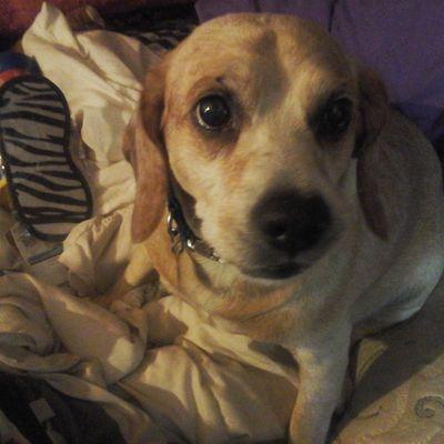 mom of samson my jack/chi and his 2 older sisters (cats) harley davidson
Tap to get your TikTok Shop coupon https://t.co/BfmctxYt8e