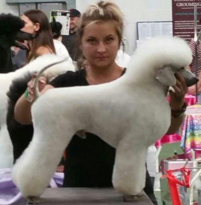 For a Pampered Pet come to PetSpa in Doncaster. For all your grooming needs