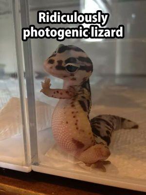 uncleyouwolf's profile picture. play on PS4,ps3, pc; gamer, cosplayer