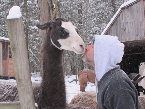 A farm that provides excellent service, incredible wool and superior crias along with raising Colored Angora Goats for their mohair and Giant Angora Rabbits!