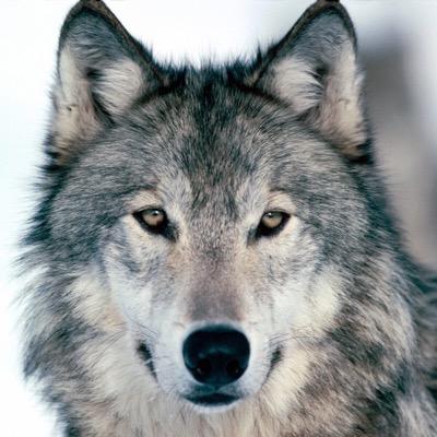 3500graywolf Profile Picture