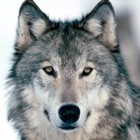 3500graywolf(@3500graywolf) 's Twitter Profile Photo