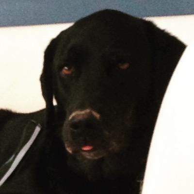 kbosshood's profile picture. Hi I like................pizza and my dog Budweiser